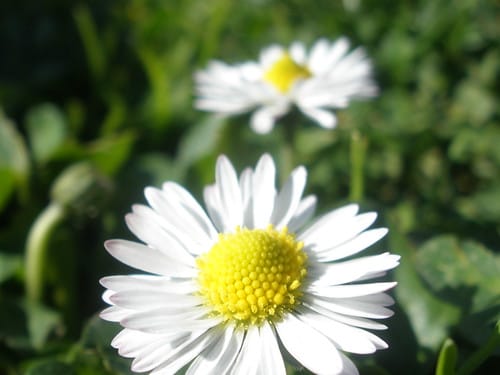Primavera