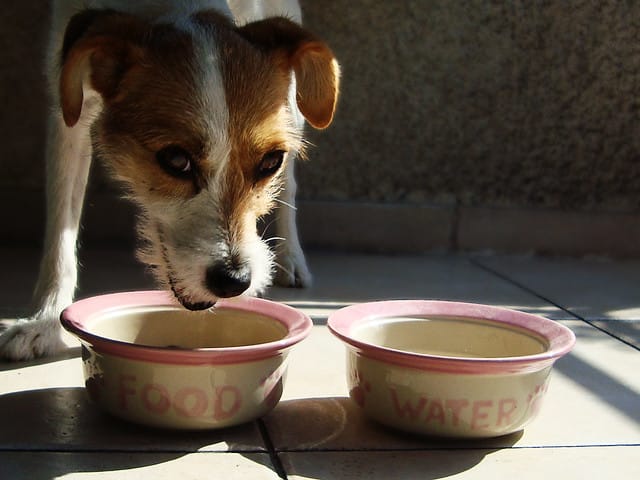 comida y bebida mascotas