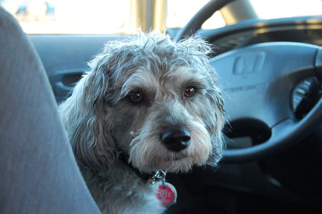 perro en el coche