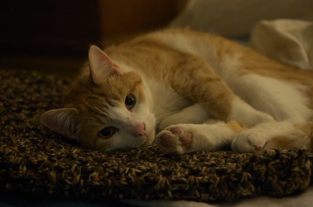 cama de tu mascota