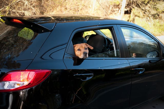 Car Window Peeker por neekoh.fi, en Flickr