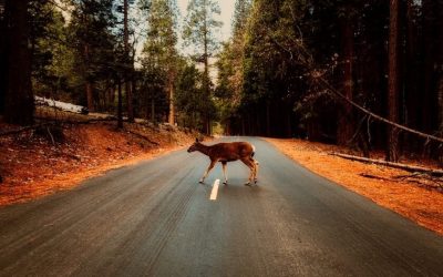 Qué hacer si atropellas a un animal en la carretera