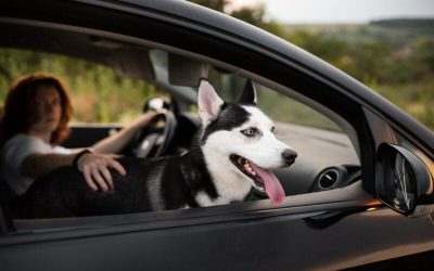 ¿Viajar con mascota? El 50% de los conductores no sabe cómo hacerlo