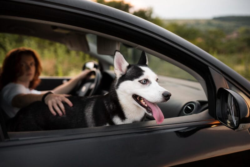 Mascota en el coche