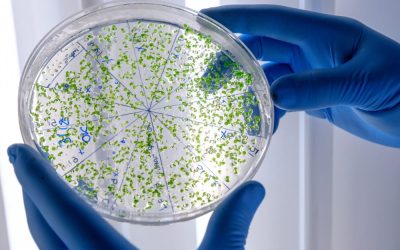 El interior de tu coche podría tener más bacterias que un WC ¿Lo sabías?